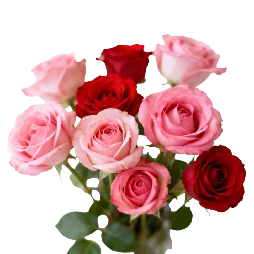 Rosas Frescas do dia