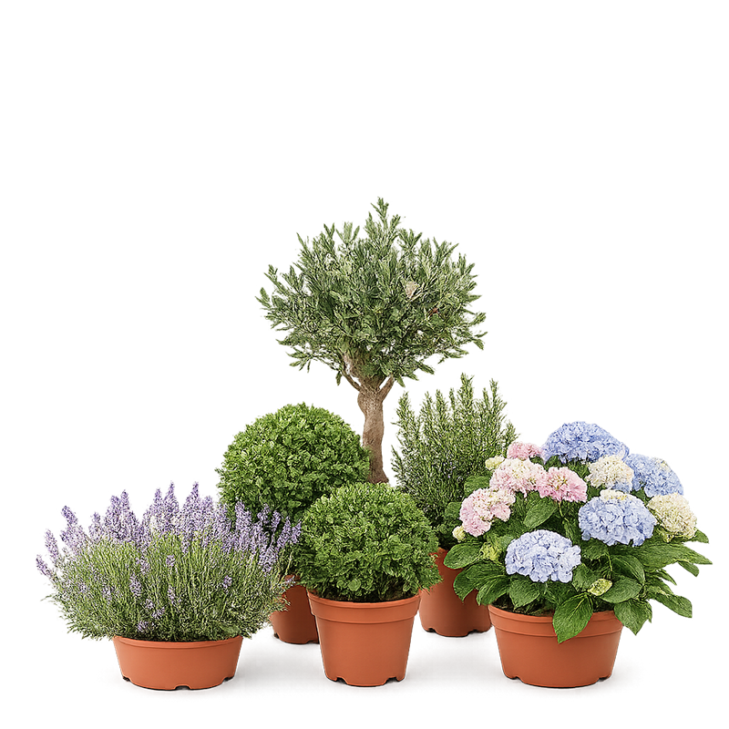 Plantas de Exterior