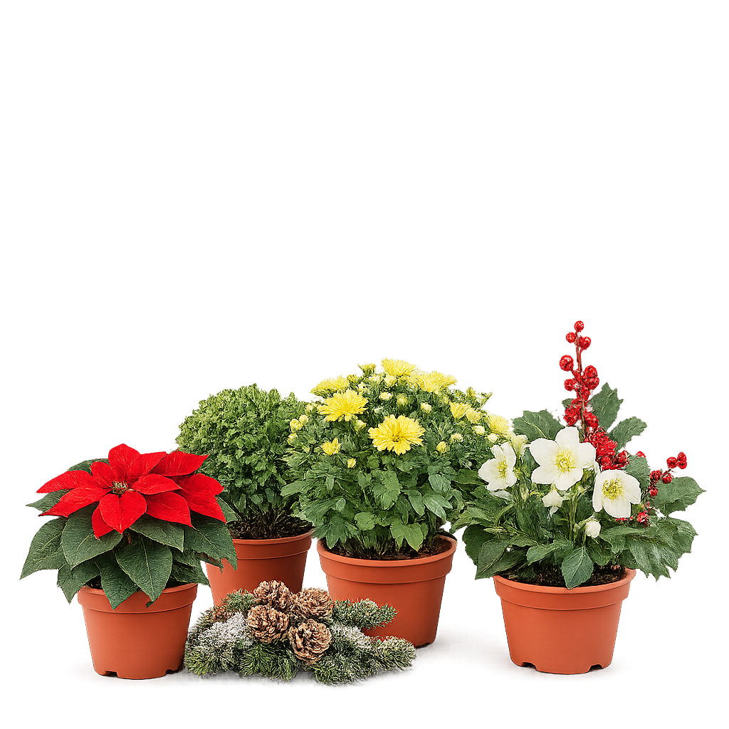 Plantas Sazonais