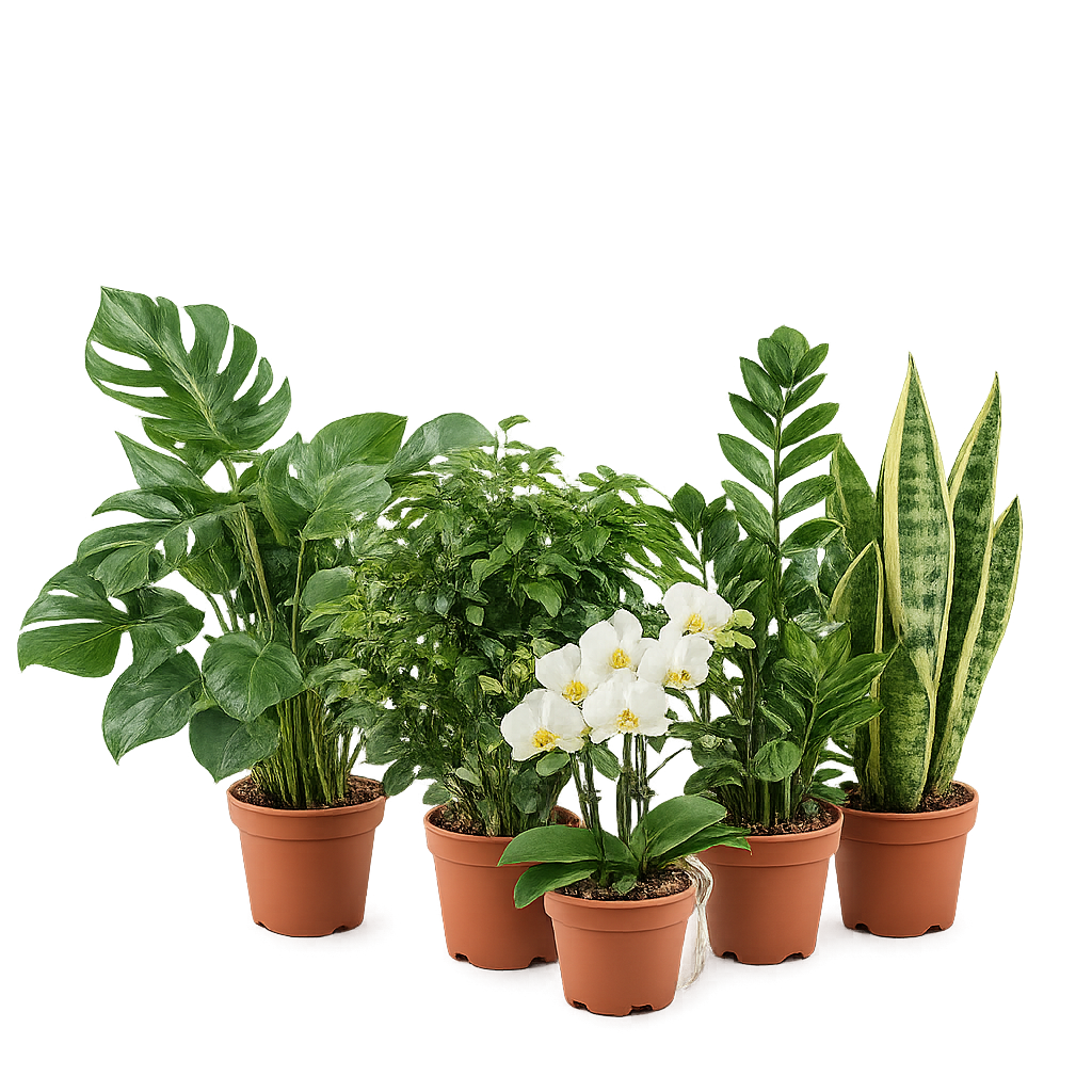 Plantas de Interior