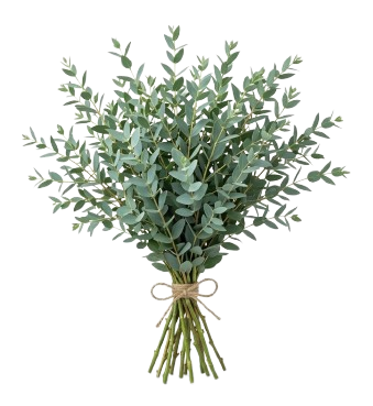 Eucalipto Parvifolia — 10 hastes