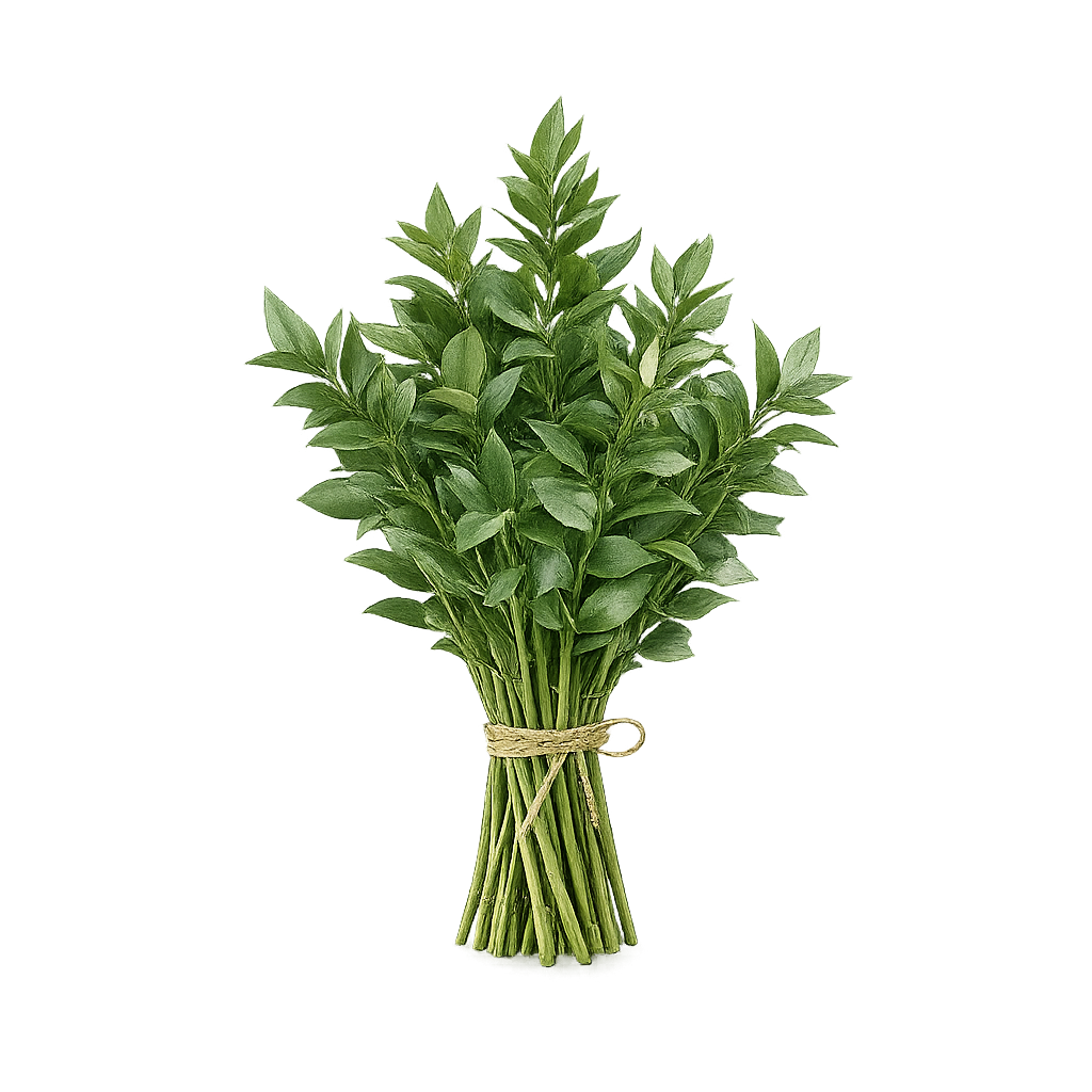 Ruscus Italiano
