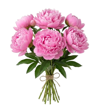 Peónia Rosa — 5 hastes